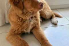Ava