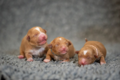 Femelles (Rose, Bleu, Jaune)