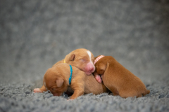 Femelles (Rose, Bleu, Jaune)