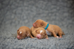 Femelles (Rose, Bleu, Jaune)