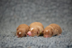 Femelles (Rose, Bleu, Jaune)