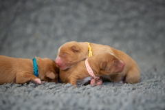 Femelles (Rose, Bleu, Jaune)