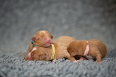 Femelles (Rose, Bleu, Jaune)