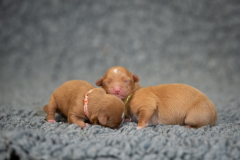 Femelles (Rose, Bleu, Jaune)