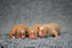 Femelles (Rose, Bleu, Jaune)