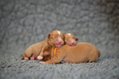 Femelles (Orange, Rouge, Vert)