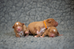 Femelles (Orange, Rouge, Vert)