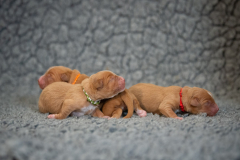 Femelles (Orange, Rouge, Vert)