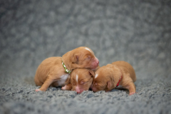 Femelles (Orange, Rouge, Vert)