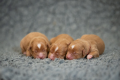 Femelles (Orange, Rouge, Vert)