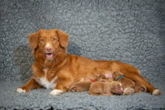 Shelby et ses bébés