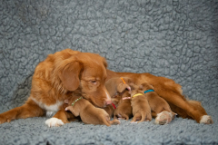 Shelby et ses bébés