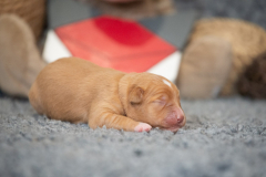 Femelle collier Rouge
