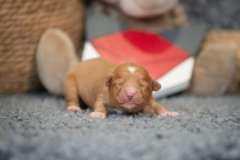 Femelle collier Rouge