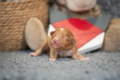 Femelle collier Rouge