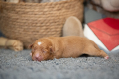 Femelle collier Rouge