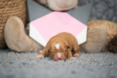 Femelle collier Rose