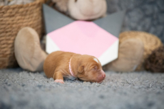 Femelle collier Rose