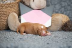 Femelle collier Rose