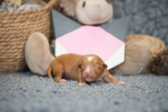 Femelle collier Rose