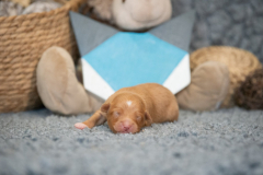 Femelle collier Bleu