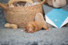 Femelle collier Bleu