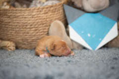 Femelle collier Bleu