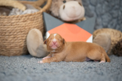 Femelle collier Orange