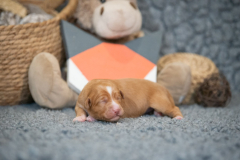 Femelle collier Orange