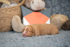 Femelle collier Orange