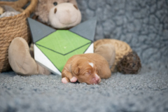 Femelle collier Vert