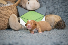 Femelle collier Vert