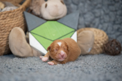 Femelle collier Vert