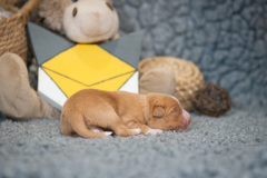 Femelle collier Jaune