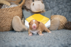 Femelle collier Jaune