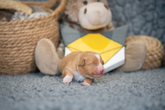 Femelle collier Jaune