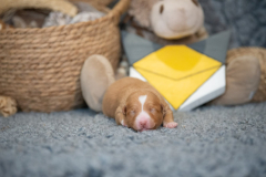 Femelle collier Jaune