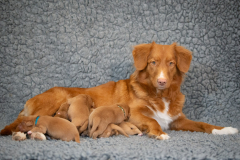 Shelby et la portée