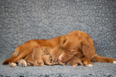 Shelby et la portée