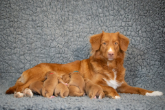 Shelby et la portée