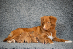 Shelby et la portée