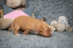 Femelle collier Rose