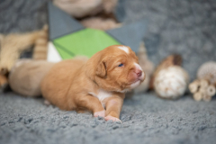Femelle collier Vert