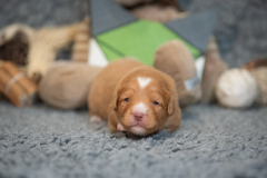 Femelle collier Vert