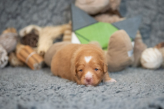 Femelle collier Vert