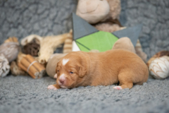 Femelle collier Vert