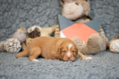 Femelle collier Orange