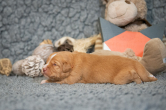 Femelle collier Orange