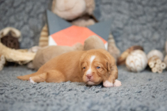 Femelle collier Orange