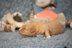Femelle collier Orange